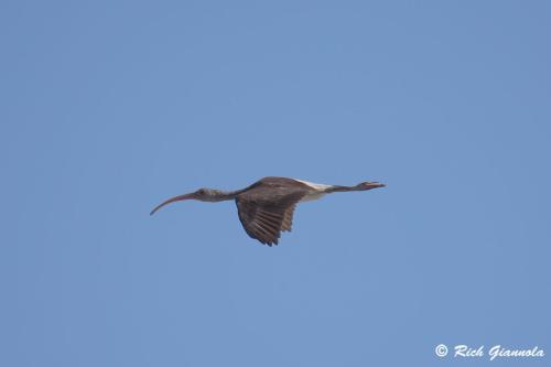 White Ibis