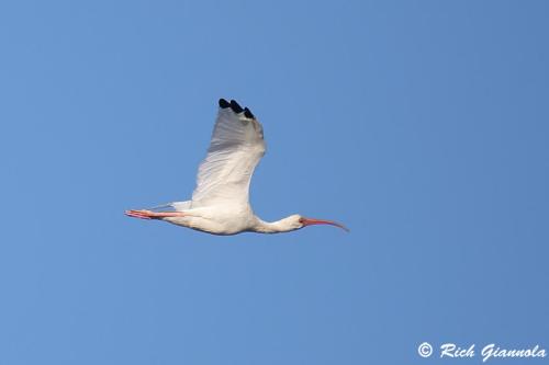 White Ibis