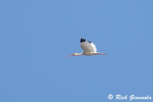 White Ibis