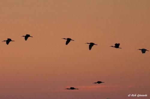 White Ibises over Rehoboth Bay