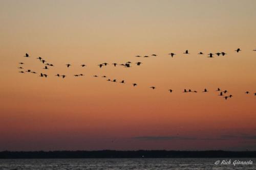 White Ibises over Rehoboth Bay