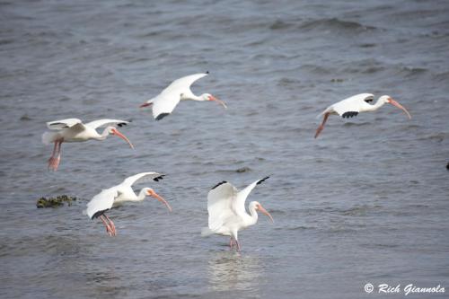 White Ibises