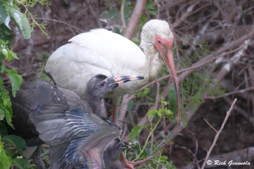 White Ibises