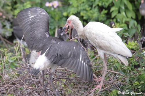 White Ibises