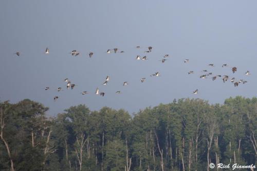 White Ibises