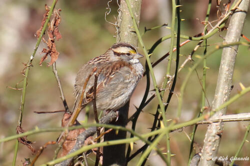 White-Throated Sparrow