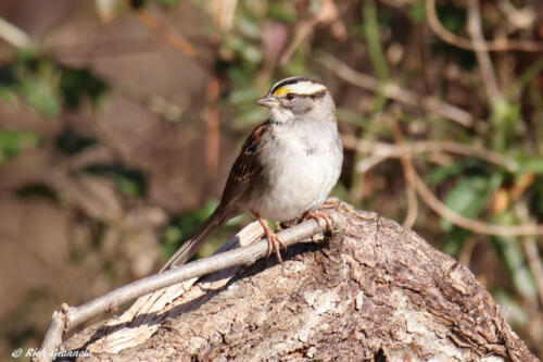 White-Throated Sparrow