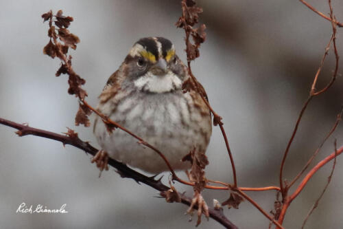 White-Throated Sparrow staring right at me