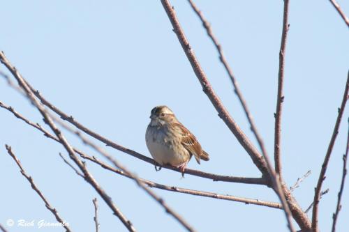 White-Throated Sparrow