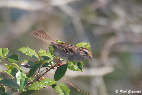 White-Throated Sparrow