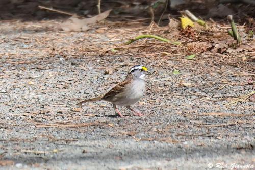 White-Throated Sparrow