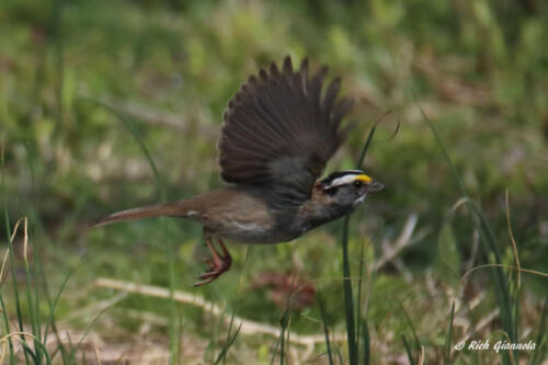 White-Throated Sparrow taking flight