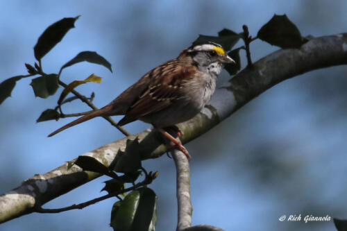 White-Throated Sparrow perched on a branch