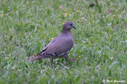 White-Winged Dove