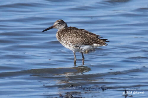 A wading Willet