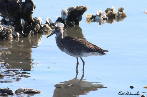 Willet chilling out