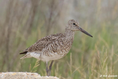 Willet