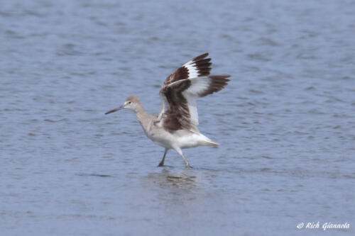 Willet