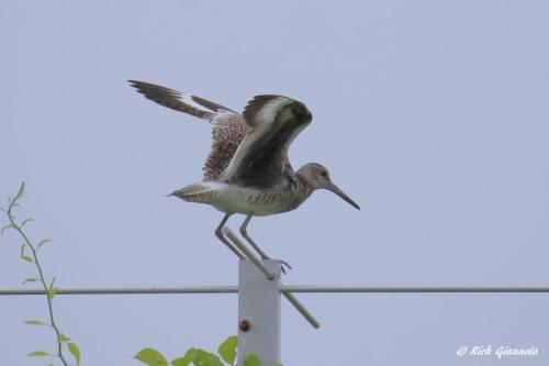 Willet