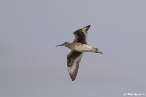 Willet