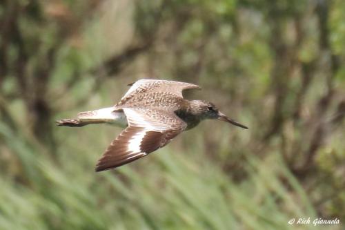 Willet