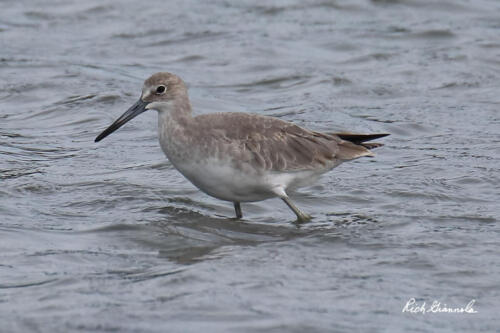 Willet wading through the water