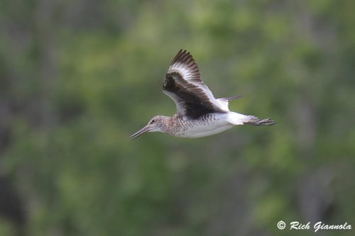 Willet
