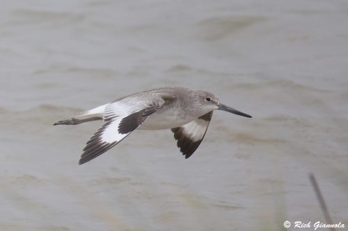 Willet