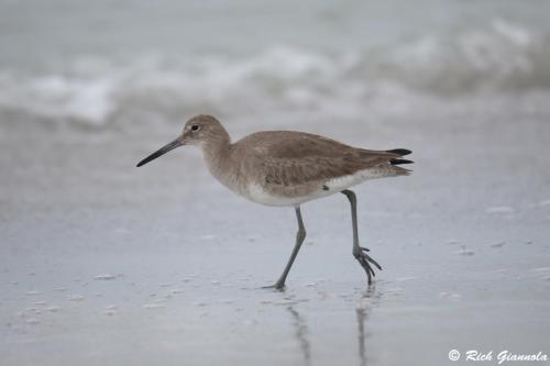 Willet