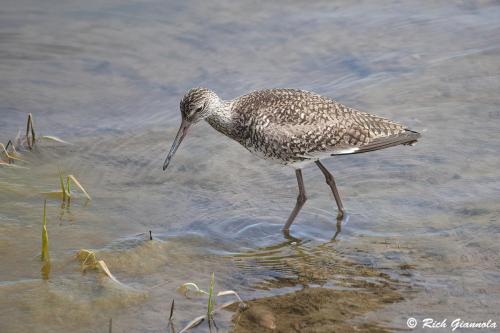 Willet