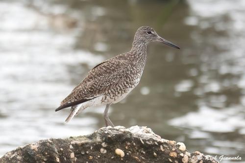 Willet