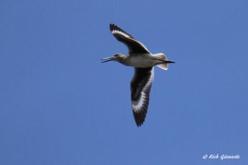 A Willet squawking overhead