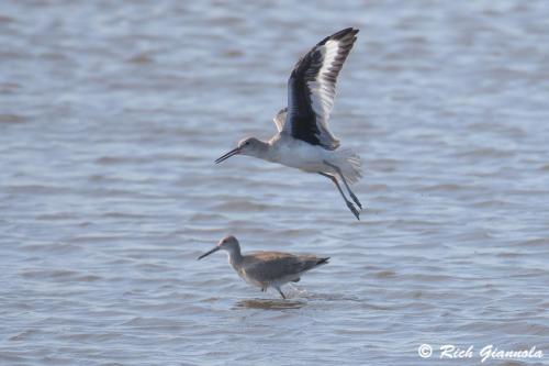 Willets