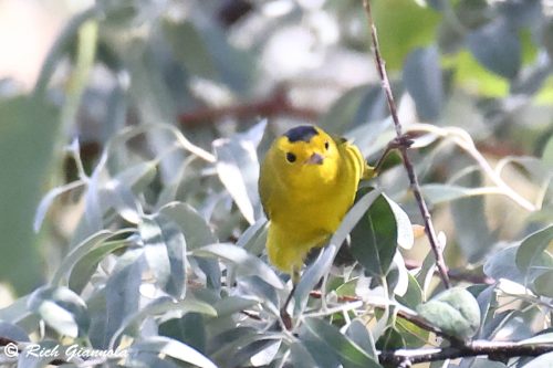 Wilson's Warbler