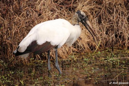 Wood Stork