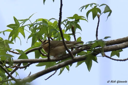 Worm-Eating Warbler