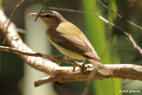 Worm-Eating Warbler