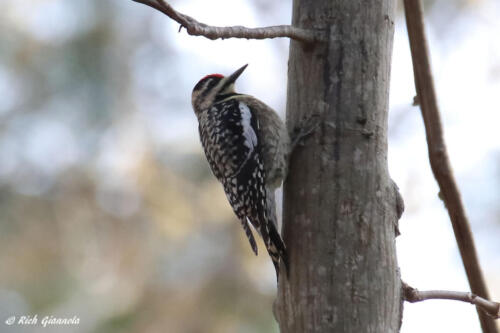 Yellow-Bellied Sapsucker