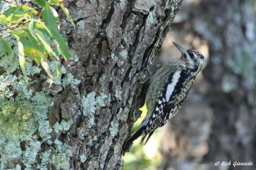 Yellow-Bellied Sapsucker