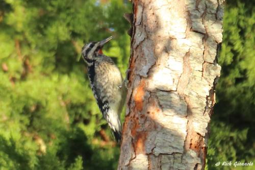 Yellow-Bellied Sapsucker