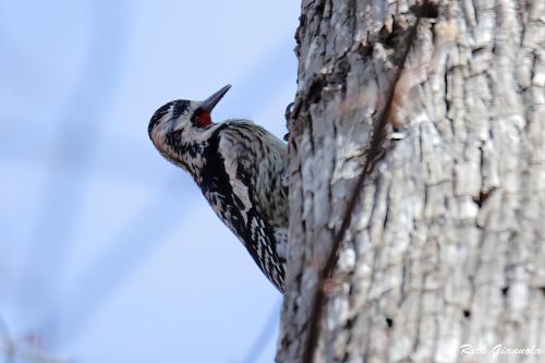 Yellow-Bellied Sapsucker