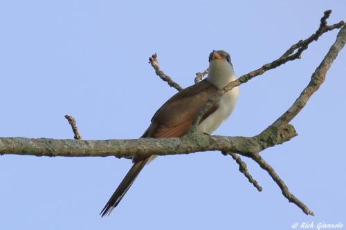 Yellow-Billed Cuckoo