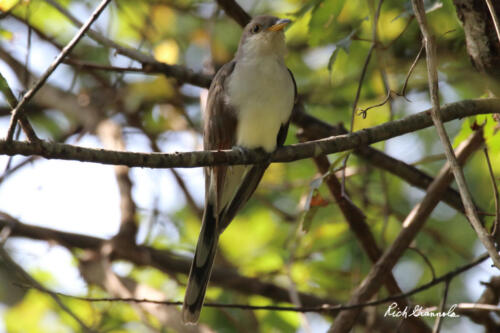 Yellow-Billed Cuckoo in the shade of a tree