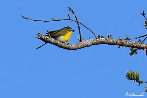 Yellow-Breasted Chat not chatting 