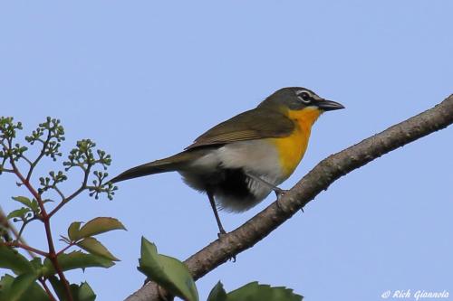 Yellow-Breasted Chat