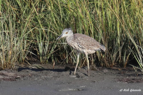 Yellow-Crowned Night Heron in the mud