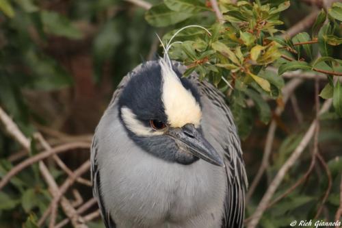 Yellow-Crowned Night Heron