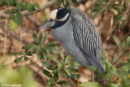 Yellow-Crowned Night Heron