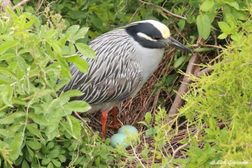 Yellow-Crowned Night Heron