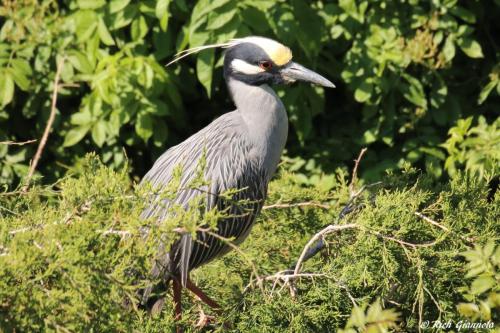 Yellow-Crowned Night Heron